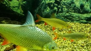 Барбусы и красноперки в аквариуме.