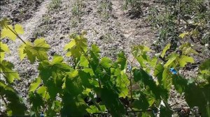 Что нужно сделать с кустом винограда, который плохо растет и не плодоносит