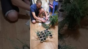 Разведение, выращивание туй, мозжевельников, пихты путем черенкованием