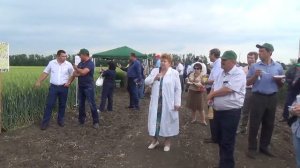 Сорта озимой твердой пшеницы селекции КНИИСХ им. П.П. Лукьяненко