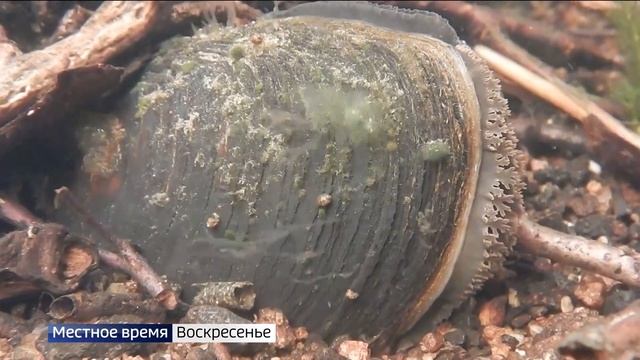 Жемчужница возвращается