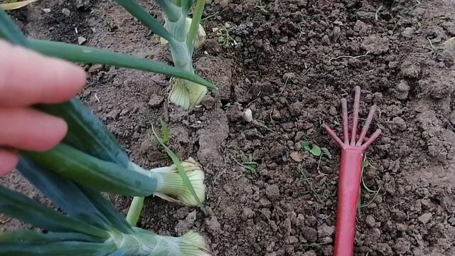 Лук в июле. Подкормки и уход