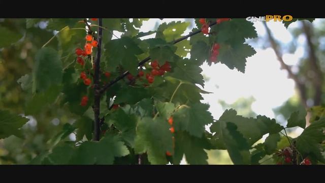 Panasonic GH2 + Panasonic Leica 25mm f1.4 + Cluster X "Slipstream" смотреть онлайн