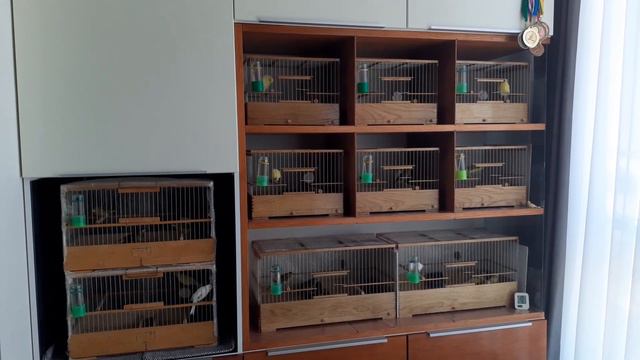 Канарейки. Содержание молодых кенаров. смотреть онлайн