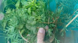 Выращивание туи на балконе