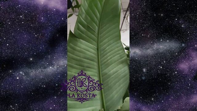 Стрелиция Николая смотреть онлайн