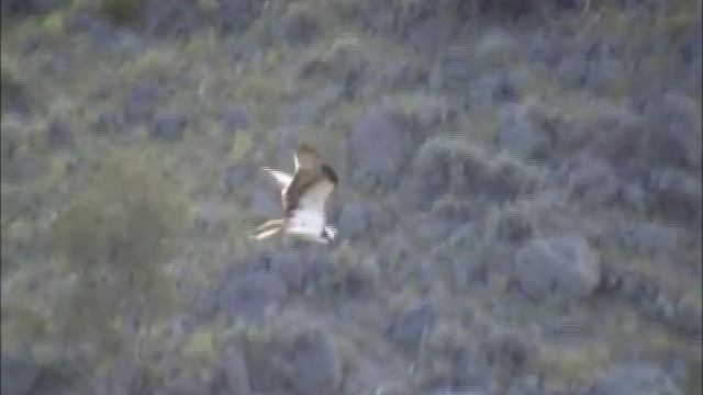 Osprey hovers like a hummingbird hunting in Yellowstone National Park смотреть онлайн