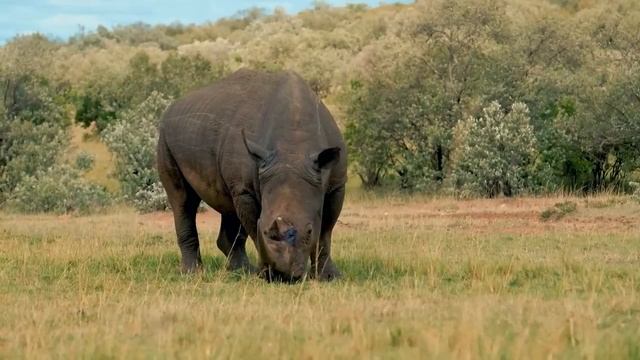 4K African Wildlife: Bwindi Impenetrable National Park - Scenic Wildlife Film With Real Sounds