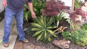 Variegated Agaves in Hybridizer Kelly Griffin's Garden