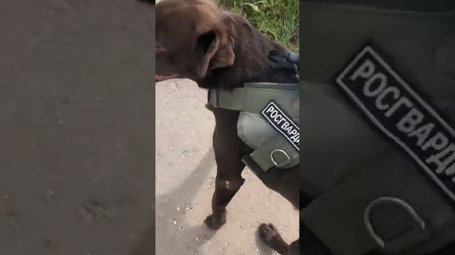 «Хозяин, поправь шлейку, я же не воробей стриженный, я - #лабрадор🐶» #labrador #лабрадормарк #dogs