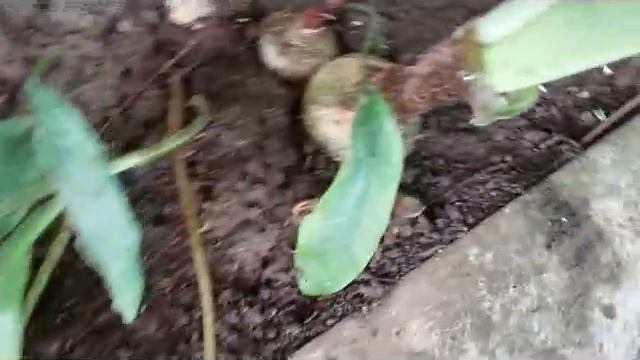 Scadoxus multiflorus = Haemanthus multiflorus - Flor de Natal - Bunga Desember смотреть онлайн