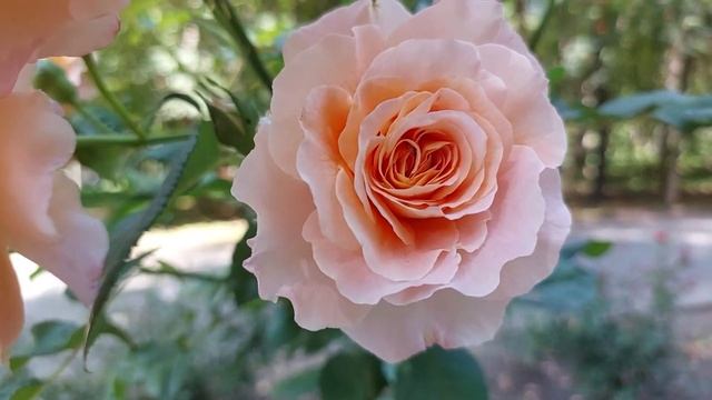 Книжкові покупки серпня, «Осіння історія» Джилл Барклем, Pachuli Kozha Nishane смотреть онлайн