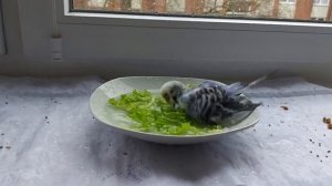 Учим попугая говорить "Тоша"