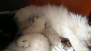 Персидские котята Пополнение
