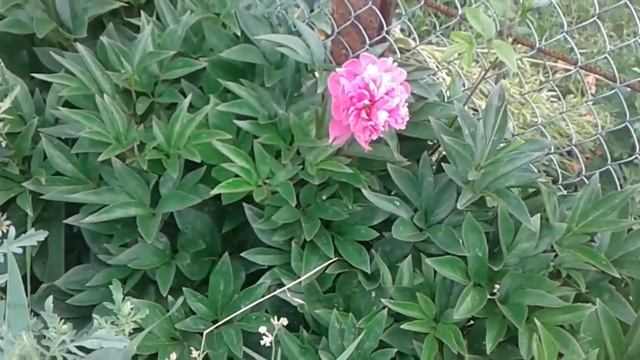 Розовый пион Карл Розенфельд.   Pink peony Karl Rosenfeld .