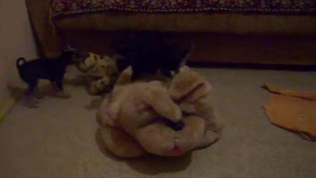 Продаю щенков Русского тоя г\ш ч\п р.14.07.11, смотреть онлайн