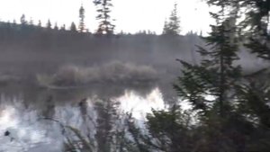 48 серия Тайга утром и в Сумерках Ночь Изумрудный берег надо проверять  Рыбалка река Сухой Пит