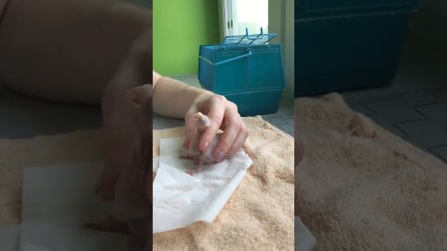 Кормление птенцов кореллы.
