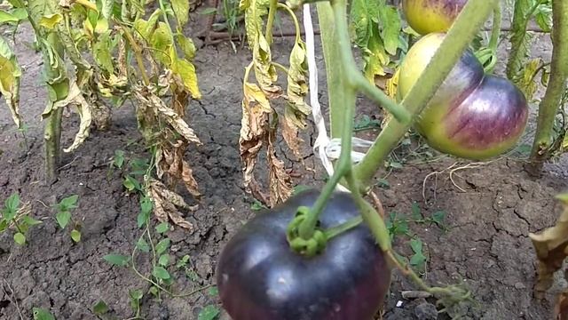 Томат индиго роуз смотреть онлайн