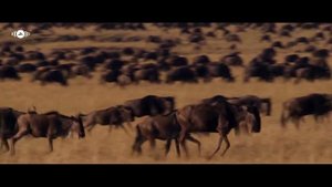 Махер Зейн нашид без музыки называется СИЛА