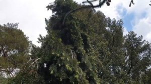 Pseudotsuga menziesii 'Glauca Pendula' douglaska tisolistá