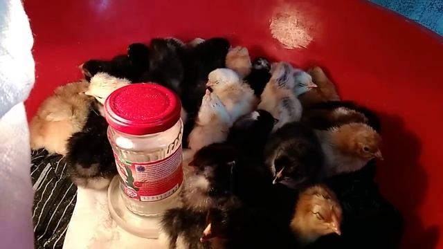 Инкубация цыплят - это просто.