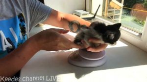 Спасенный котенок оказался слишком диким ! Получится ли его приручить ? Имя для котенка