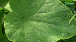 Проблема с огурцами!!! Что делать?? Как определить недостаток