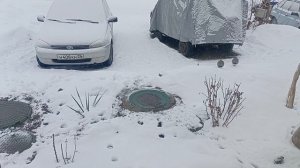 Серые Куропатки пришли к Людям.