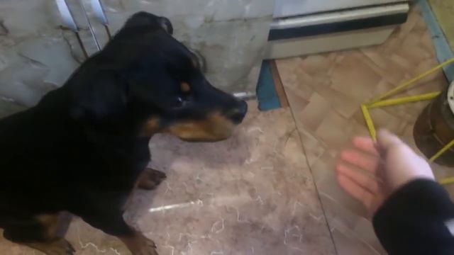 ДРЕССИРОВКА РОТВЕЙЛЕРА.Новое видео от супер ротвейлерши Тайзы.Разбор ролика.