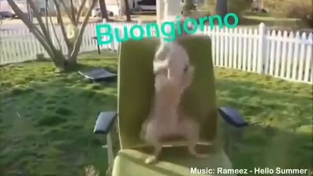 Смешанные животные смотреть онлайн