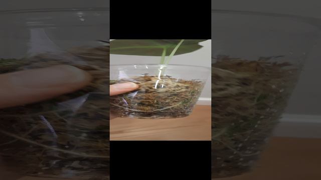 Алоказия Блэк Вельвет пророщенная из клубня 👉 тг plantsnn #shorts #алоказия #short