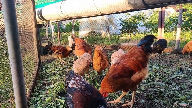 Куры Для Начинающих. Мой опыт. Что важно и что нет? смотреть онлайн