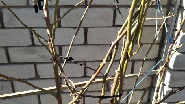 Роза Инесс Састр.Есть ли шипы у розы . 26 января 2023г смотреть онлайн