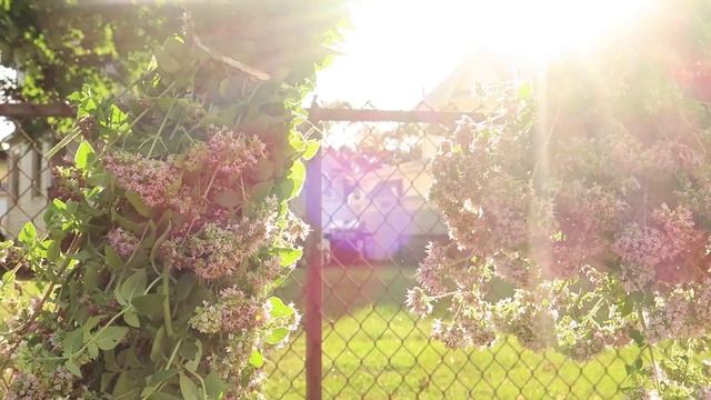 Drying Oregano