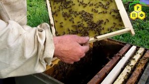 Пчеловодство.Признаки отсутствия и наличия матки в гнезде