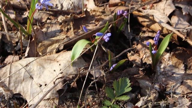 Лесные цветы ,первый источник свежей пыльцы для пчел. смотреть онлайн