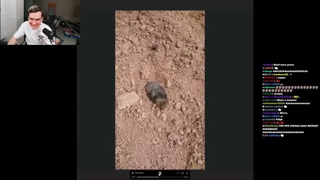 БРАТИШКИН СМОТРИТ ВЕБМЫ ТГ (18 ЧАСТЬ)