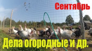 Сентябрь - Завершаем дела огородные // Какие планы и Что буду делать дальше