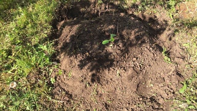 Антикризисная клумбочка на газончике. смотреть онлайн