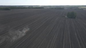 Выявили 5 плюсов Ультро - подсолнечник от СанФлауэр