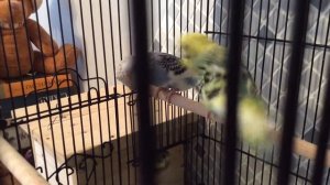 Птенцы Волнистых Попугаев_ Baby BUDGIES #Птенец Впервые Вышел Из Гнезда