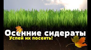 Ваша земля даст в 2 раза больше урожая после этих сидератов! Какие сидераты сеять осенью?