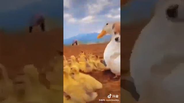 ДУШЕВНОЕ ВИДЕО КАК ЖИВОТНЫЕ ЛЮБЯТ ДРУГ ДРУГА, ЛЮДЯМ ЕСТЬ ЧЕМУ ПОУЧИТЬСЯ