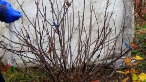 Обрезка взрослого куста красной смородины на плодоношение