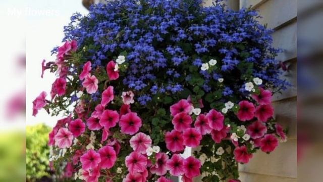 Петуния в ландшафтном дизайне.Фотоподборка.Часть 2 смотреть онлайн