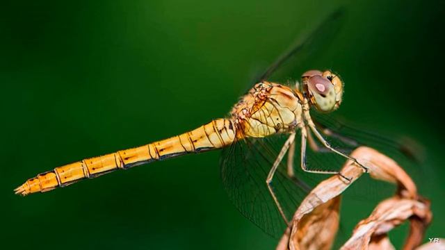 Стрекозы. Виды стрекоз / Dragonflies. Types of dragonflies.