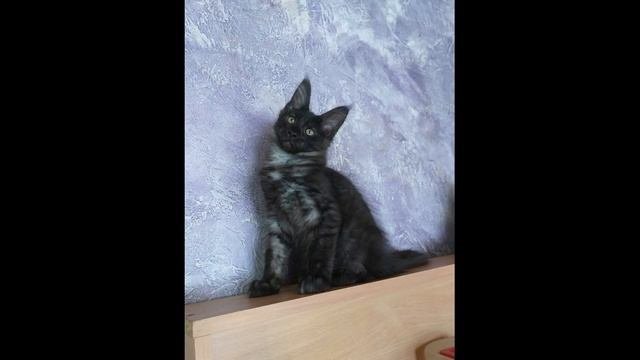 #черный_дым #черный_дым_мейн_кун котенок в окрасе черный дым готов к переезду
