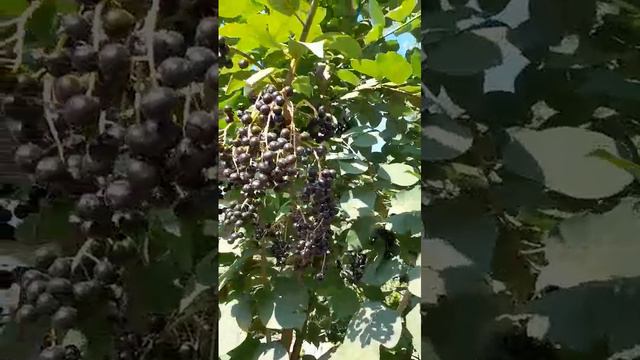 Черемуха черноплодная