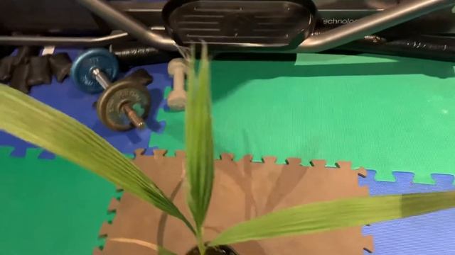 Washingtonia Filifera Grown From Seed смотреть онлайн